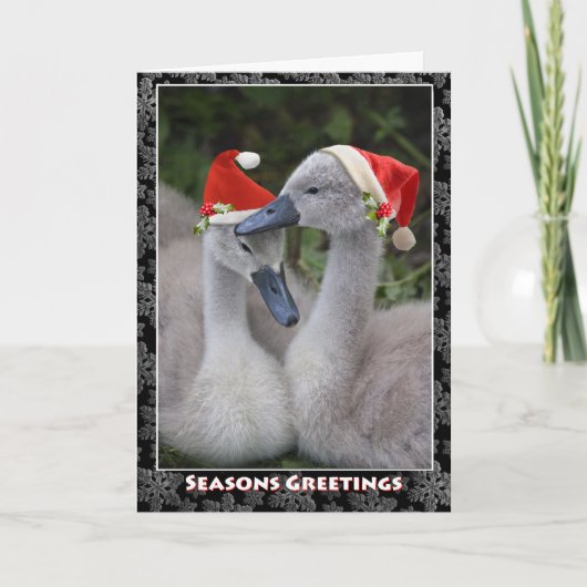 Cygnet Weihnachtskarte Feiertagskarte (Vorderseite)
