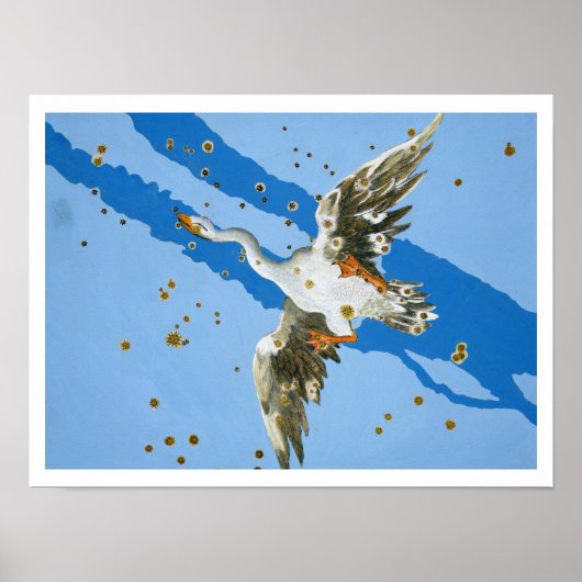 Cygnus-Sternbild, from 'Uranometria' Writte Poster (Vorne)