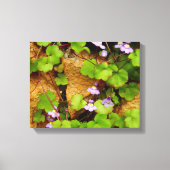 Cymbalaria Muralis Canvas Print Leinwanddruck (Vorderseite)
