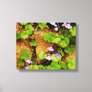 Cymbalaria Muralis Canvas Print Leinwanddruck