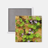 Cymbalaria muralis Magnet (Vorderseite/Rückseite)