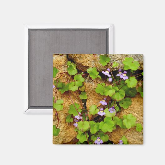 Cymbalaria muralis Magnet (Vorderseite/Rückseite)