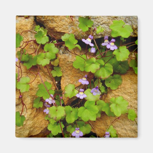 Cymbalaria muralis Magnet (Vorne)