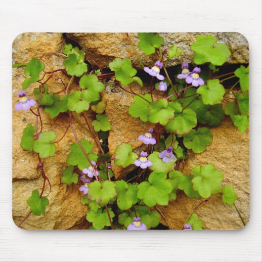 Cymbalaria Muralis Mouse Mat Mousepad (Vorne)