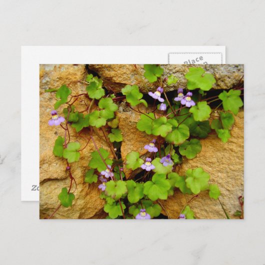 Cymbalaria Muralis Postkarte (Vorne/Hinten)