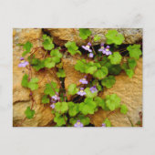 Cymbalaria Muralis Postkarte (Vorderseite)
