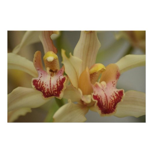 Cymbidium Delight Fotodruck (Vorne)