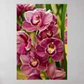 Cymbidium Orchid Poster (Vorne)