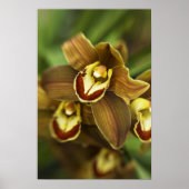 Cymbidium Orchid Poster (Vorne)