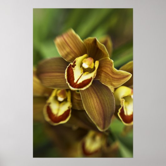 Cymbidium Orchid Poster (Vorne)