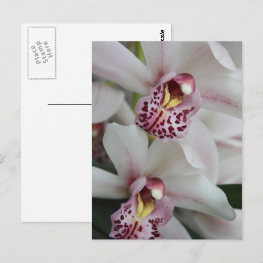 Cymbidium Orchid Postkarte (Vorne/Hinten)