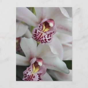 Cymbidium Orchid Postkarte