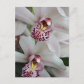 Cymbidium Orchid Postkarte (Vorderseite)