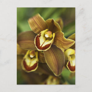Cymbidium Orchid Postkarte
