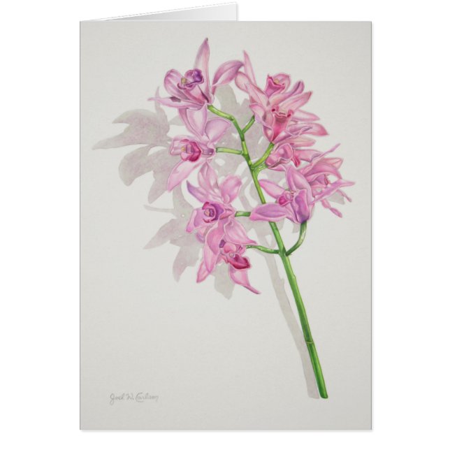 Cymbidium-Orchideen (Vorne)