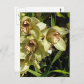 Cymbidium Orchideen Postkarte, anpassen Postkarte (Vorne/Hinten)