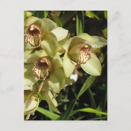 Cymbidium Orchideen Postkarte, anpassen Postkarte (Vorderseite)