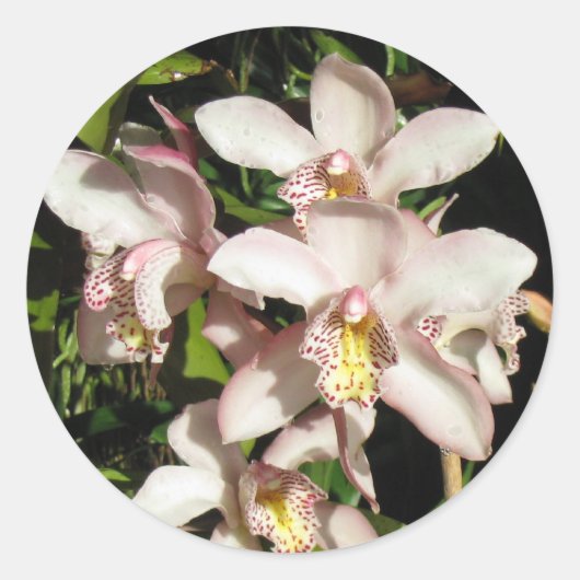 Cymbidium Orchids Aufkleber (Vorderseite)