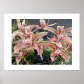 Cymbidium Orchids florale Poster (Vorne)