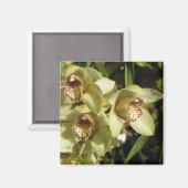 Cymbidium-Orchids-Magnet Magnet (Vorderseite/Rückseite)