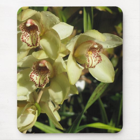 Cymbidium Orchids mousepad (Vorne)
