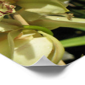 Cymbidium Orchids poster (Ecke)