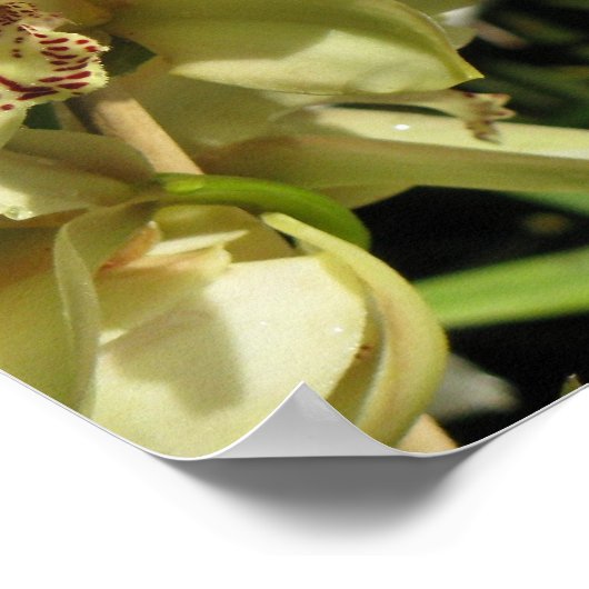 Cymbidium Orchids poster (Ecke)