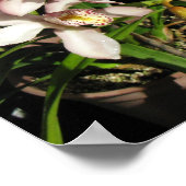 Cymbidium Orchids poster (Ecke)