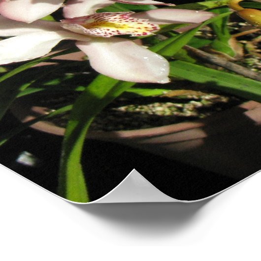 Cymbidium Orchids poster (Ecke)