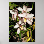 Cymbidium Orchids poster (Vorne)