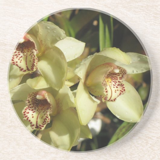 Cymbidium Orchids Untersetzer (Vorne)