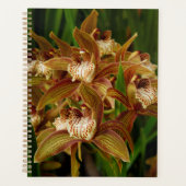 Cymbidium tracyana planer (Vorderseite)
