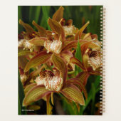Cymbidium tracyana planer (Rückseite)