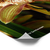 Cymbidium tracyana poster (Ecke)