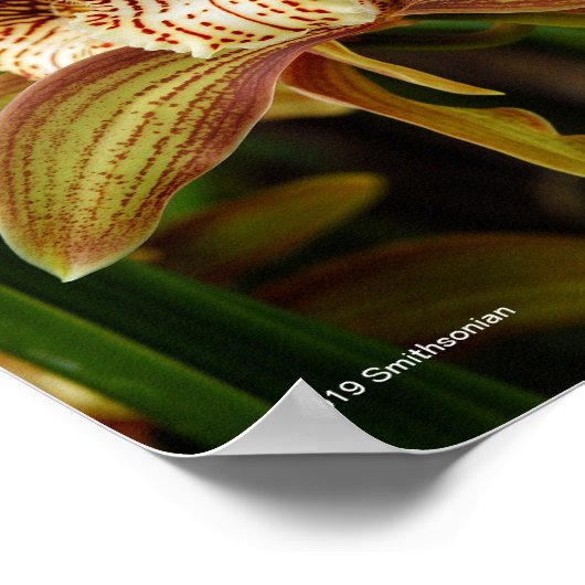 Cymbidium tracyana poster (Ecke)
