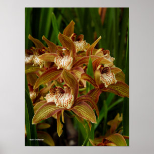 Cymbidium tracyana poster