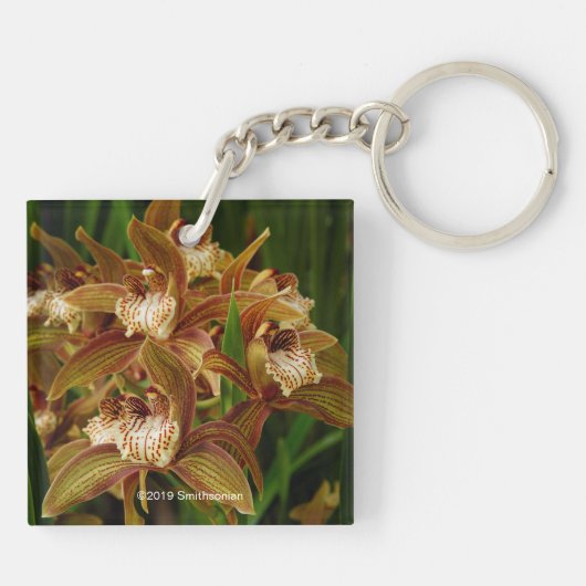 Cymbidium tracyana schlüsselanhänger (Rückseite)