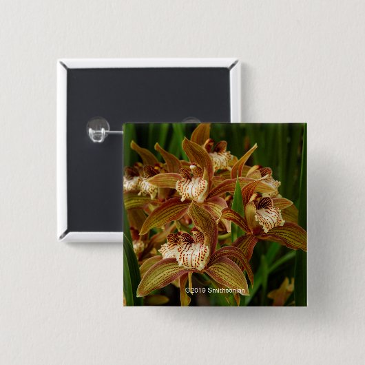 Cymbidium tracyanum button (Vorne & Hinten)