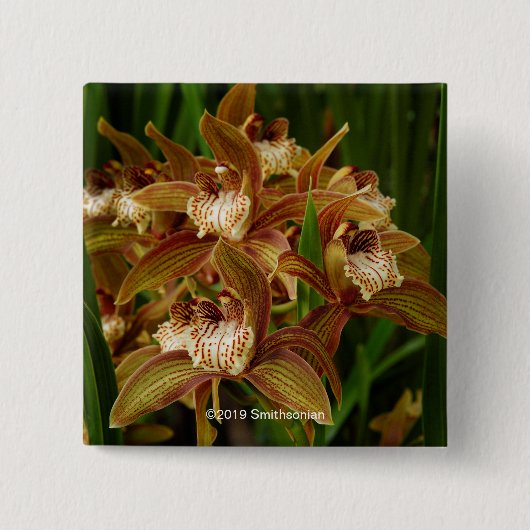 Cymbidium tracyanum button (Vorderseite)
