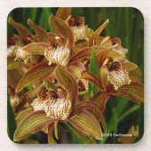 Cymbidium tracyanum getränkeuntersetzer (Vorderseite)