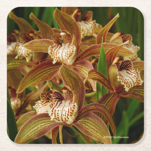Cymbidium tracyanum rechteckiger pappuntersetzer (Vorderseite)