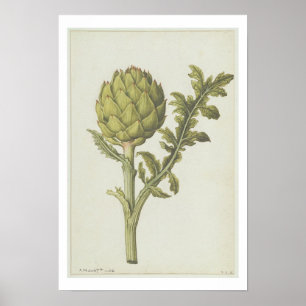 Cynara scolymus, c.1568 poster