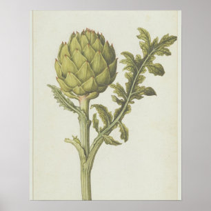 Cynara scolymus, c.1568 poster