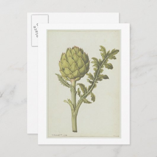 Cynara scolymus, c.1568 postkarte (Vorne/Hinten)
