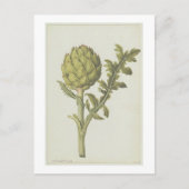 Cynara scolymus, c.1568 postkarte (Vorderseite)