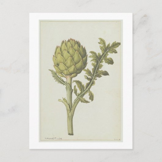 Cynara scolymus, c.1568 postkarte (Vorderseite)