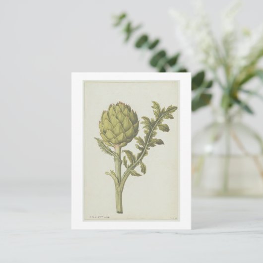 Cynara scolymus, c.1568 postkarte (Stehend Vorderseite)