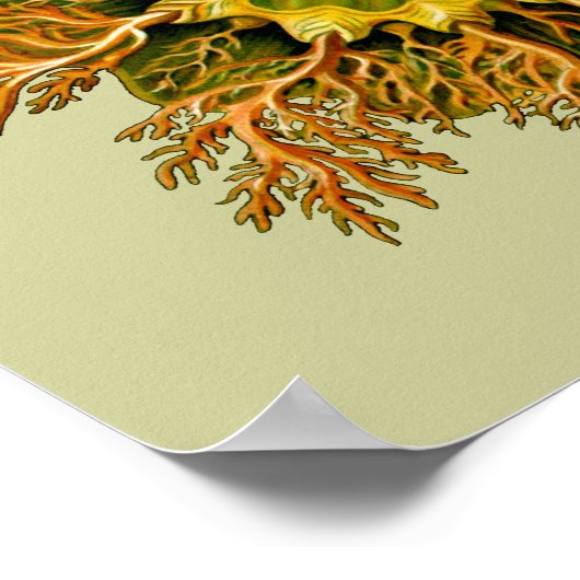 Cynthia melocactus Ernst Haeckel Fine Art Poster (Ecke)