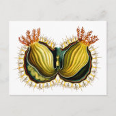 Cynthia melocactus Ernst Haeckel Fine Art Postkarte (Vorderseite)