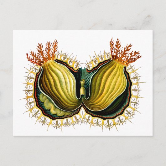 Cynthia melocactus Ernst Haeckel Fine Art Postkarte (Vorderseite)